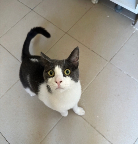 Acil yuva arıyor fotoğraf