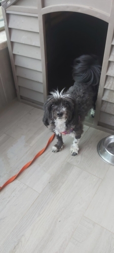 Yorkshire cinsi köpeğimize yuva arıyoruz fotoğraf