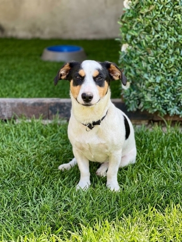 Jack russell cinsi köpeğimize yuva arıyoruz fotoğraf