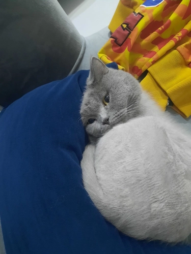 Tatlı kıza yuva bulalım fotoğraf
