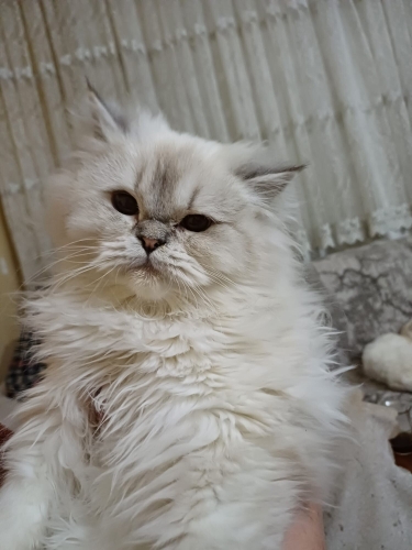 Mazlum,oyuncu bir kedidr fotoğraf
