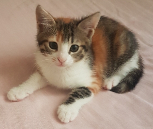 Sevimli köpük yuva arıyor fotoğraf
