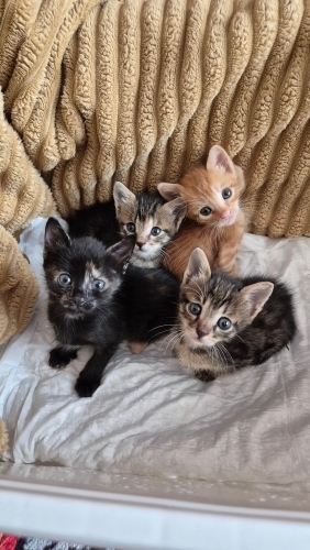 Mersin'de 4 Minik Yavru Kediye Ömürlük Yuva Arıyoruz 🐾 fotoğraf