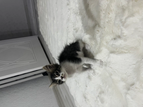 Sempatik oyuncu fotoğraf
