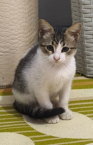 Adı simba ikinci kattaki evimizde buldum onu çok uysal sakin oyun sever fotoğraf