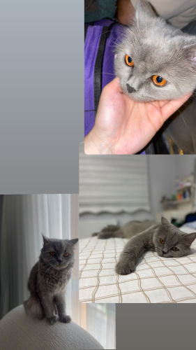 Ömürlük yuva aranıyor fotoğraf