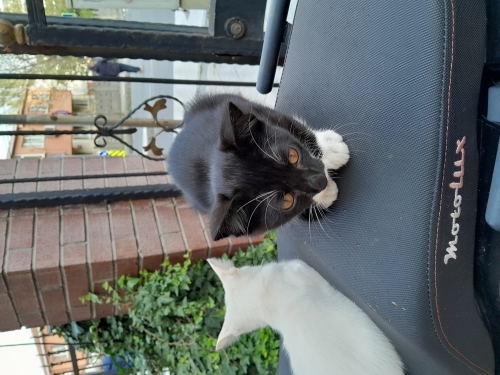 Acill yuvaa aranıyor fotoğraf