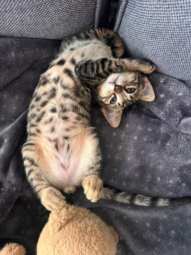 Minik Leo Ailesini Arıyor fotoğraf