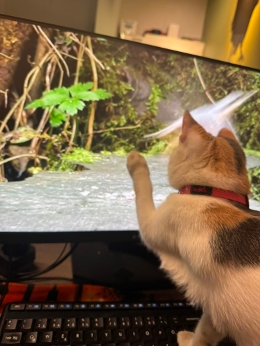 🐱💕 SAFİYE’YE ÖMÜRLÜK YUVA ARIYORUZ! 🏡 fotoğraf