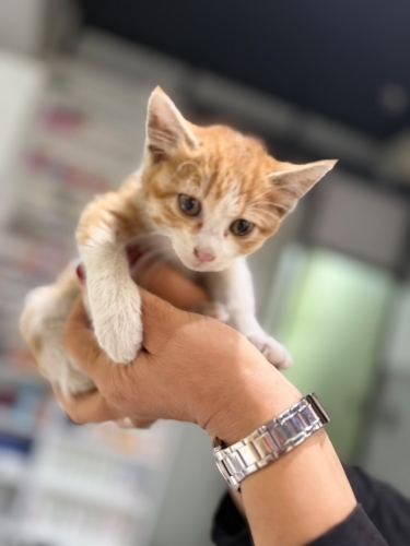 Lokum iç dış parazitleri yapıldı 1,5 yaşında dişi bebek fotoğraf