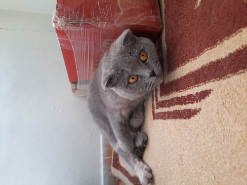 Sokakta yaşayamaz fotoğraf