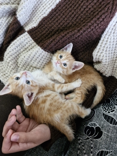 Çok sevimli Yavrular fotoğraf