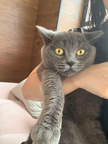Kısır ,çipli,barınağa gönderilecekti geçici yuva olduk.Biraz ürkek ama geçici fotoğraf