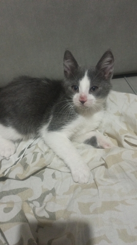Oyuncu. Kalacak yeri yok acil fotoğraf