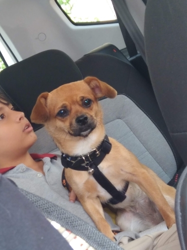 🐕ÖMÜRLÜK YUVASINI ARIYOR fotoğraf