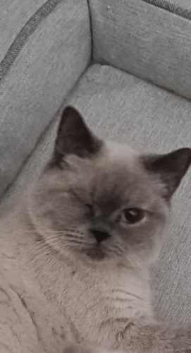 Kısır cins kedi fotoğraf