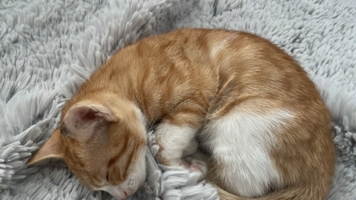 Sokaktan bulunan yavrumuza acil yuva arıyoruz fotoğraf