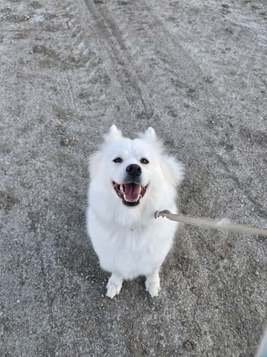 Samoyed Yuva Arıyor fotoğraf
