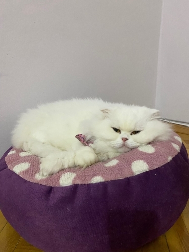Münevver yuva arıyor fotoğraf