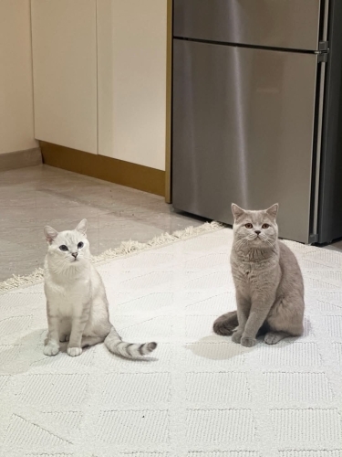Biritish shorthair kısırlaştırılmış kedi fotoğraf