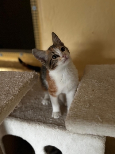 Çok şeker calico prensese yuva fotoğraf