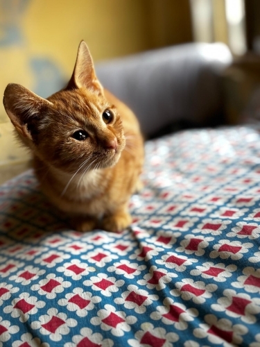 2,5 aylık turuncu sarman bebek fotoğraf