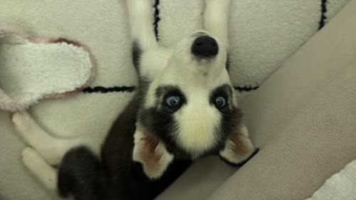 Husky yavru 2 aylık fotoğraf