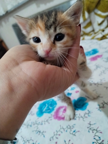 tekir yavru kediler fotoğraf