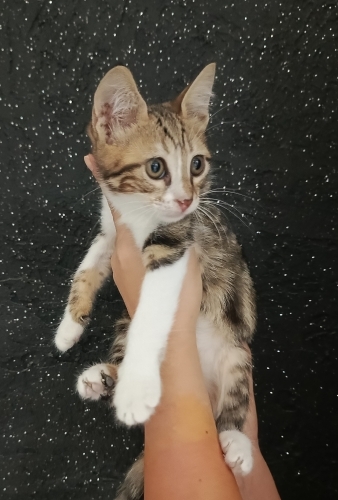 Leopar kaplan desenli grili beyazlı harika tekir yavru🧿🐱05362551683 fotoğraf
