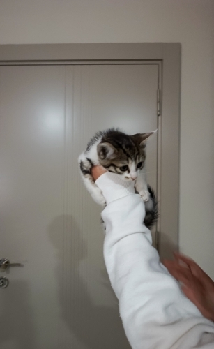Bir buçuk aylık yumuşacık tüylü biblo gibi bir bebek🧿🐱gibi fotoğraf
