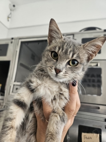 Yavru kedi patik😉😉 fotoğraf