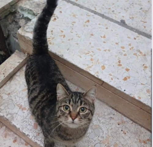 Fındık yuva arıyor fotoğraf