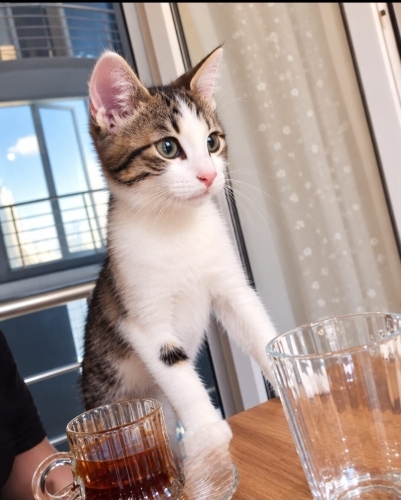 Acil yuva aranıyor fotoğraf