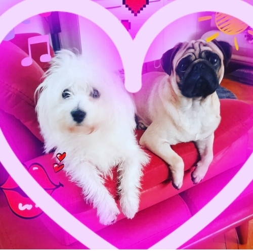 Fox ve puppy ikisi birden sadece İzmir içi fotoğraf