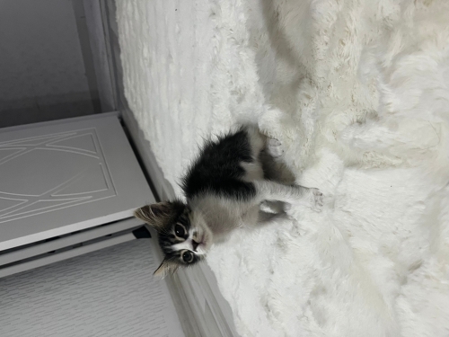 Sevimli yavruya ömürlük yuva fotoğraf