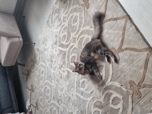 Dişi kedi oyuncu fotoğraf