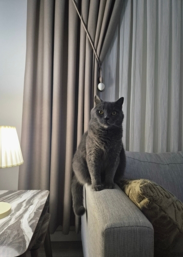 Uyumlu,uslu oğlum yumak fotoğraf