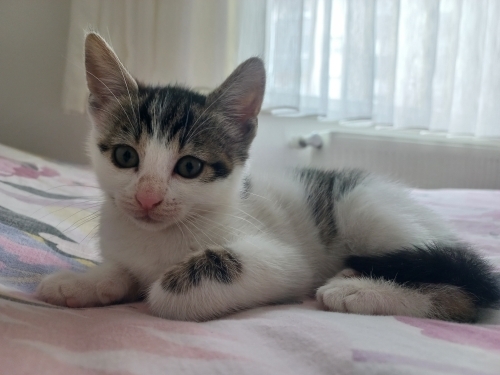 KIZIMA KALICI YUVA ARIYORUM fotoğraf