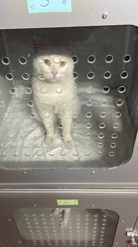 Sokağa terk edilmiş. 💔 fotoğraf