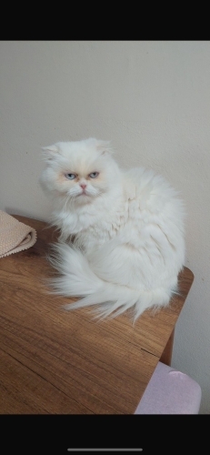 Scottish fold Longhair dişi fotoğraf