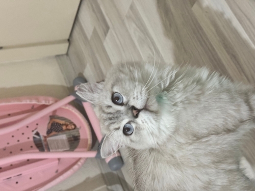 Temas bağımlısı maviş fotoğraf