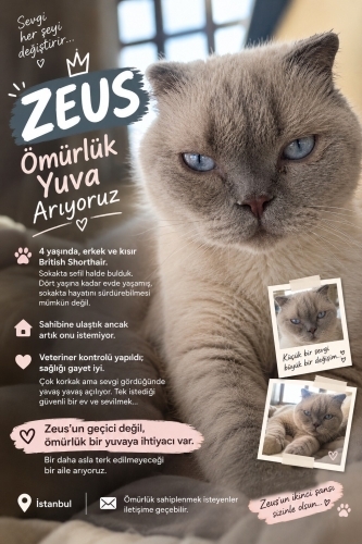 ÜCRETSİZ SAHİPLENDİRME ZEUS UYSAL 4 YAŞ ERKEK KISIR ÇİPLİ SOKAĞA ATILMIŞ 😔 fotoğraf
