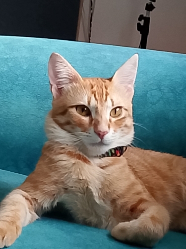 Çok dışa dönük oyuncu bir kedidir fotoğraf