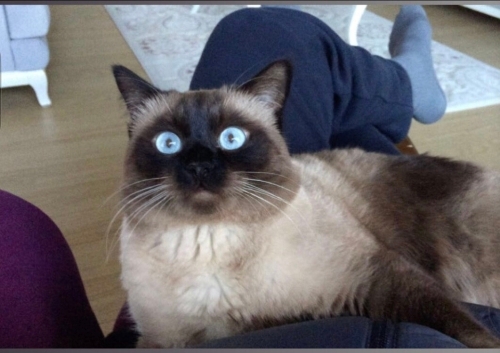 Kendi sağlık sorunlarım nedeniyle ücretsiz sahiplendirmek istiyorum. fotoğraf