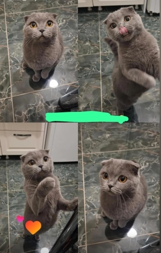3 YAŞINDA KISIR DİŞİ SCOTTISH FOLD fotoğraf