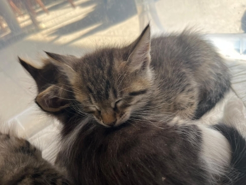 Çok masum ve cana yakın oğlumuza yuva arıyoruz! fotoğraf