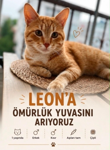Leon’a güzel bir yuva 🤍 fotoğraf