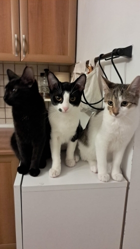 3 minik kalp, sevgi dolu yuvalarını arıyor! fotoğraf