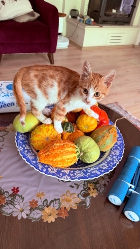 Sarı Paşa’ya bir ev istiyoruz fotoğraf