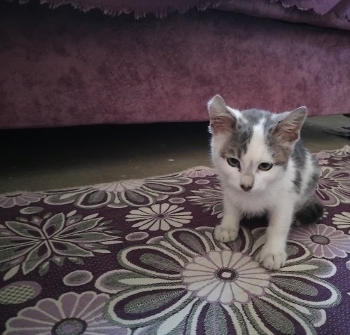 Cok sevimli urkek bir kedi fotoğraf